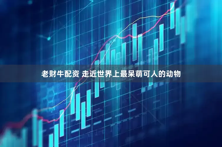 老财牛配资 走近世界上最呆萌可人的动物
